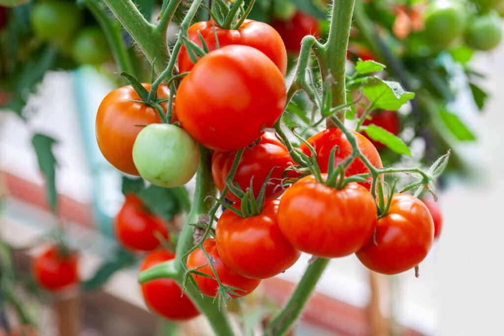 A tomato plant